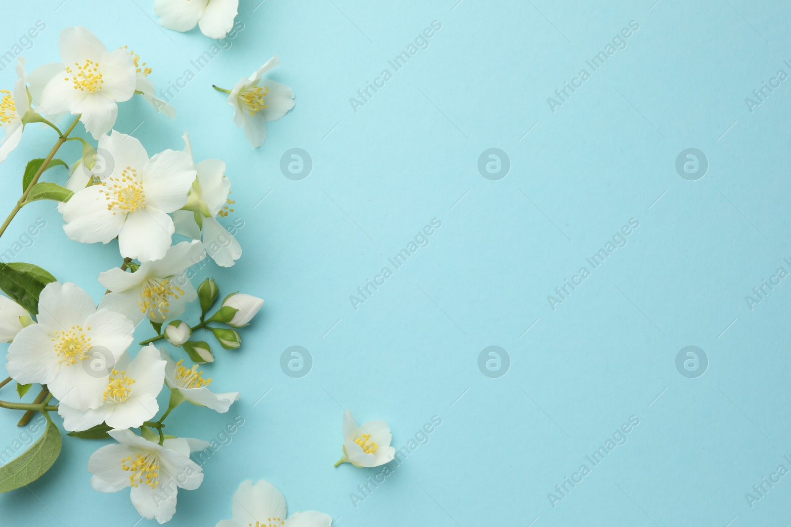 Beautiful jasmine flowers on light blue background, flat lay. Space for text Photo of Beautiful jasmine flowers on light blue background, flat lay. Space for text