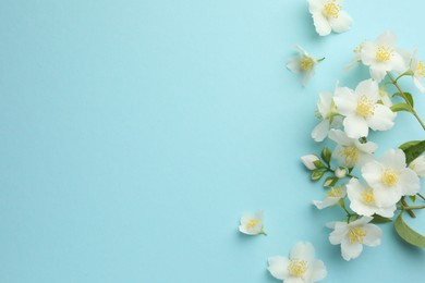 Photo of Beautiful jasmine flowers on light blue background, flat lay. Space for text