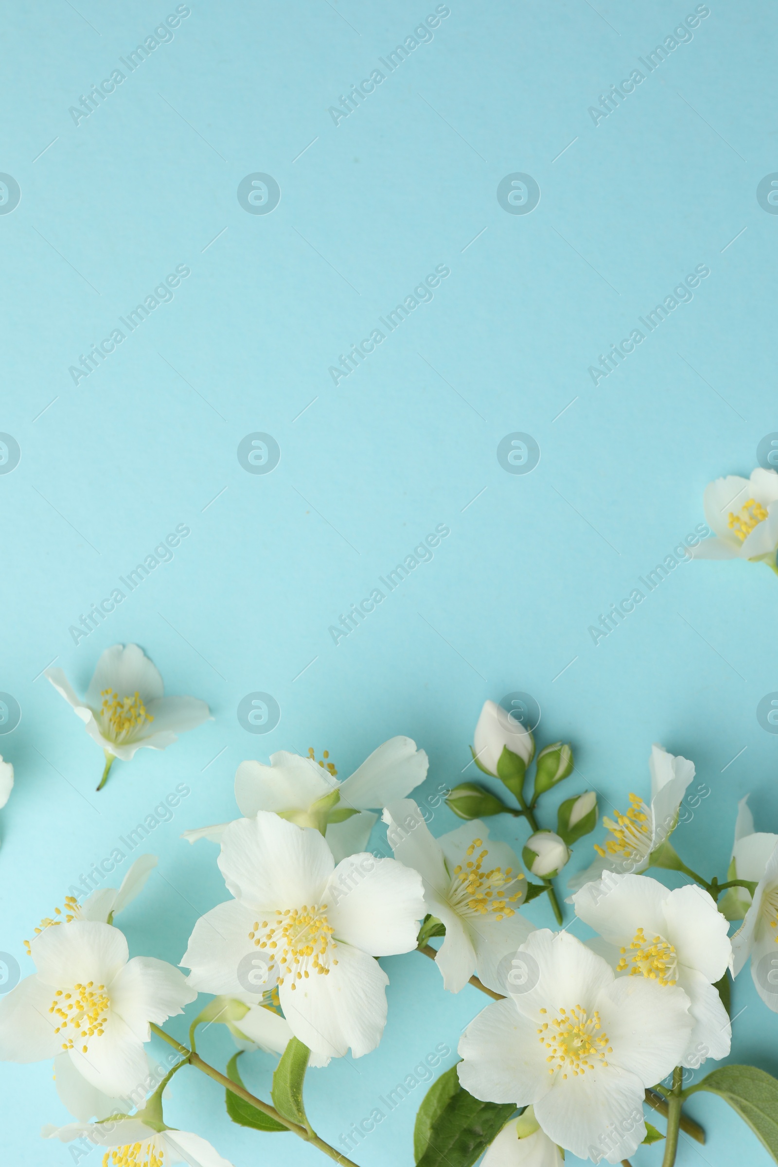 Beautiful jasmine flowers on light blue background, flat lay. Space for text Photo of Beautiful jasmine flowers on light blue background, flat lay. Space for text