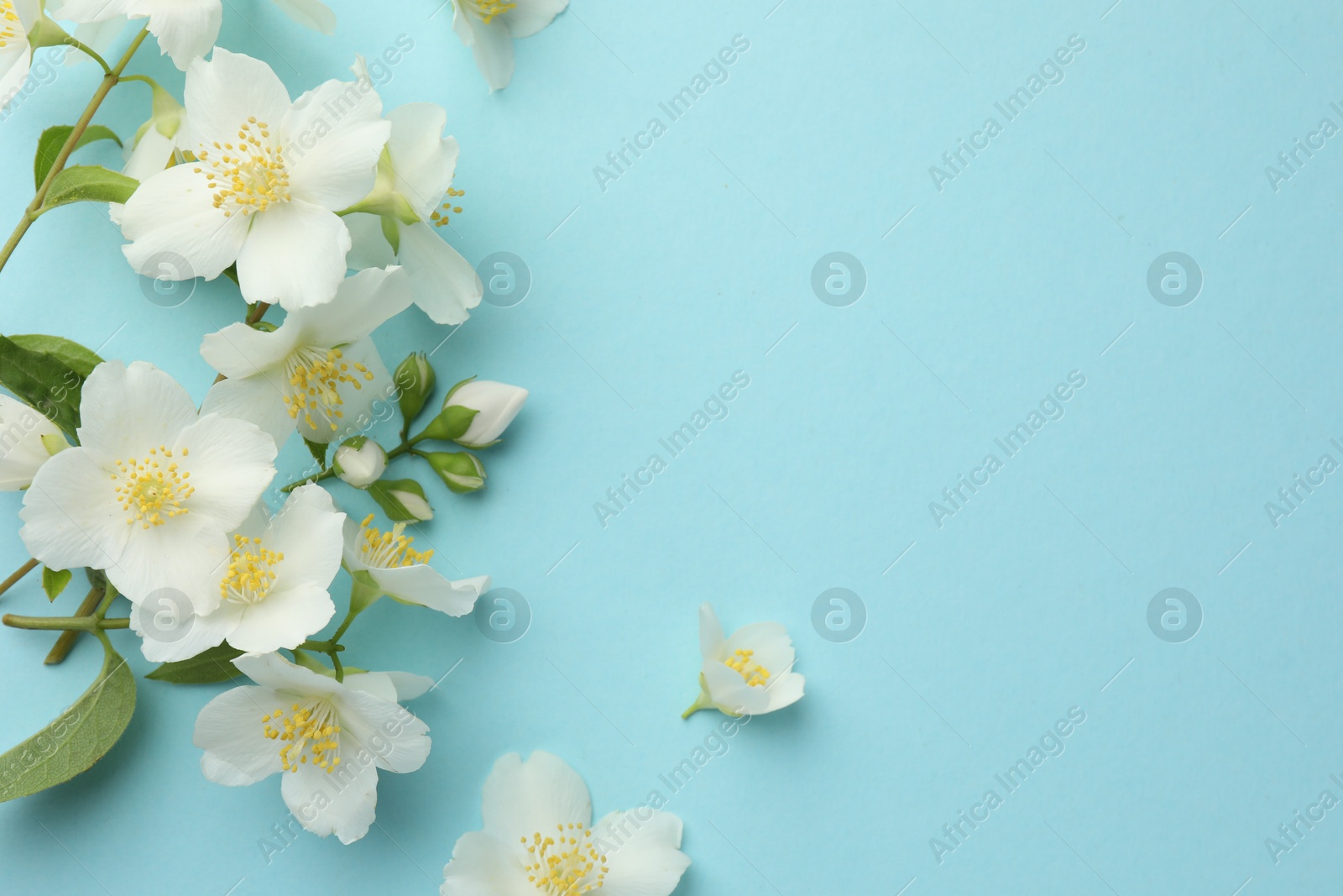 Beautiful jasmine flowers on light blue background, flat lay. Space for text Photo of Beautiful jasmine flowers on light blue background, flat lay. Space for text