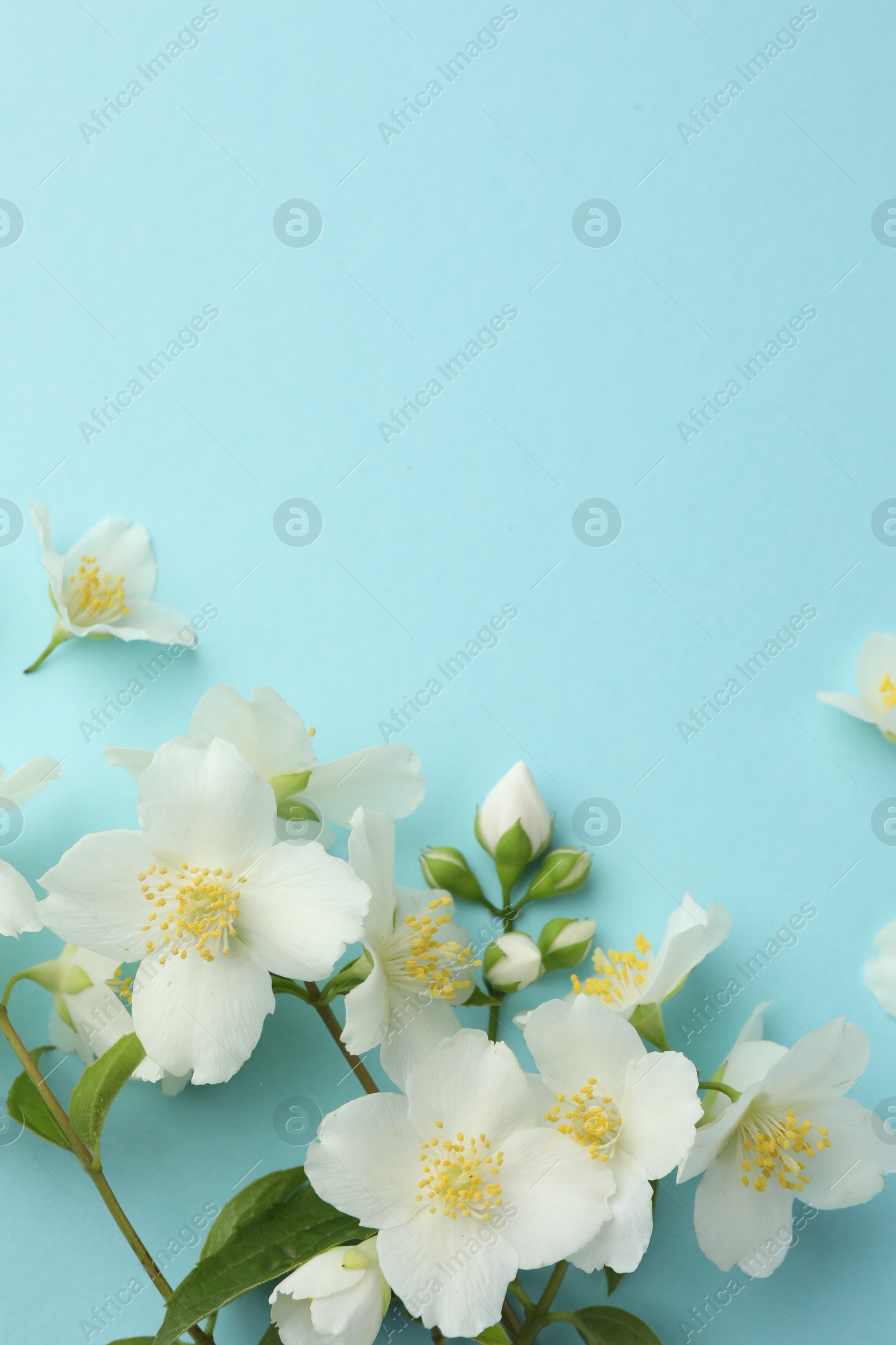 Photo of Beautiful jasmine flowers on light blue background, flat lay. Space for text