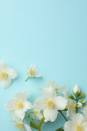 Photo of Beautiful jasmine flowers on light blue background, flat lay. Space for text