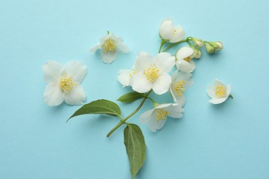 Photo of Beautiful jasmine flowers on light blue background, flat lay