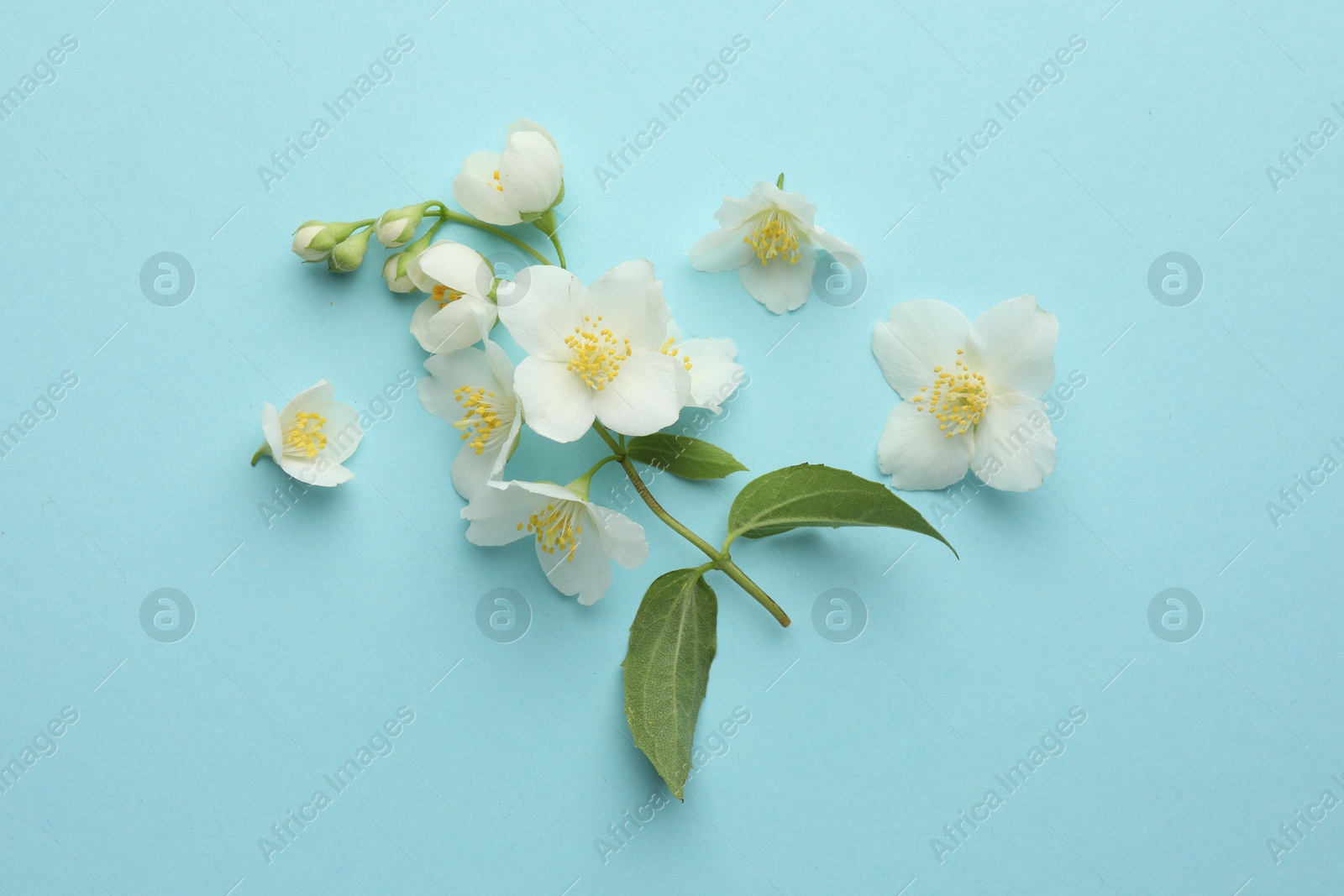 Beautiful jasmine flowers on light blue background, flat lay Photo of Beautiful jasmine flowers on light blue background, flat lay
