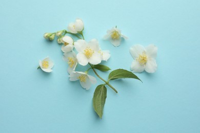 Photo of Beautiful jasmine flowers on light blue background, flat lay
