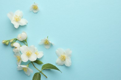 Photo of Beautiful jasmine flowers on light blue background, flat lay. Space for text