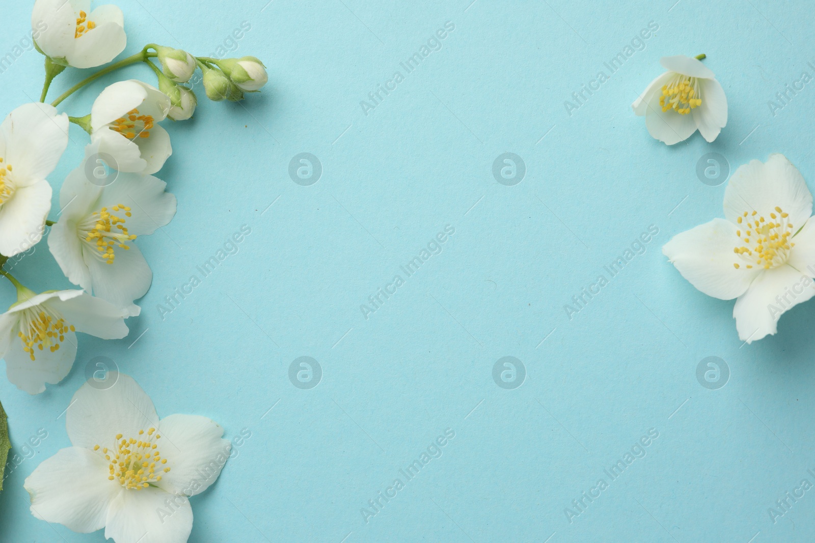 Beautiful jasmine flowers on light blue background, flat lay. Space for text Photo of Beautiful jasmine flowers on light blue background, flat lay. Space for text
