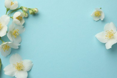 Photo of Beautiful jasmine flowers on light blue background, flat lay. Space for text