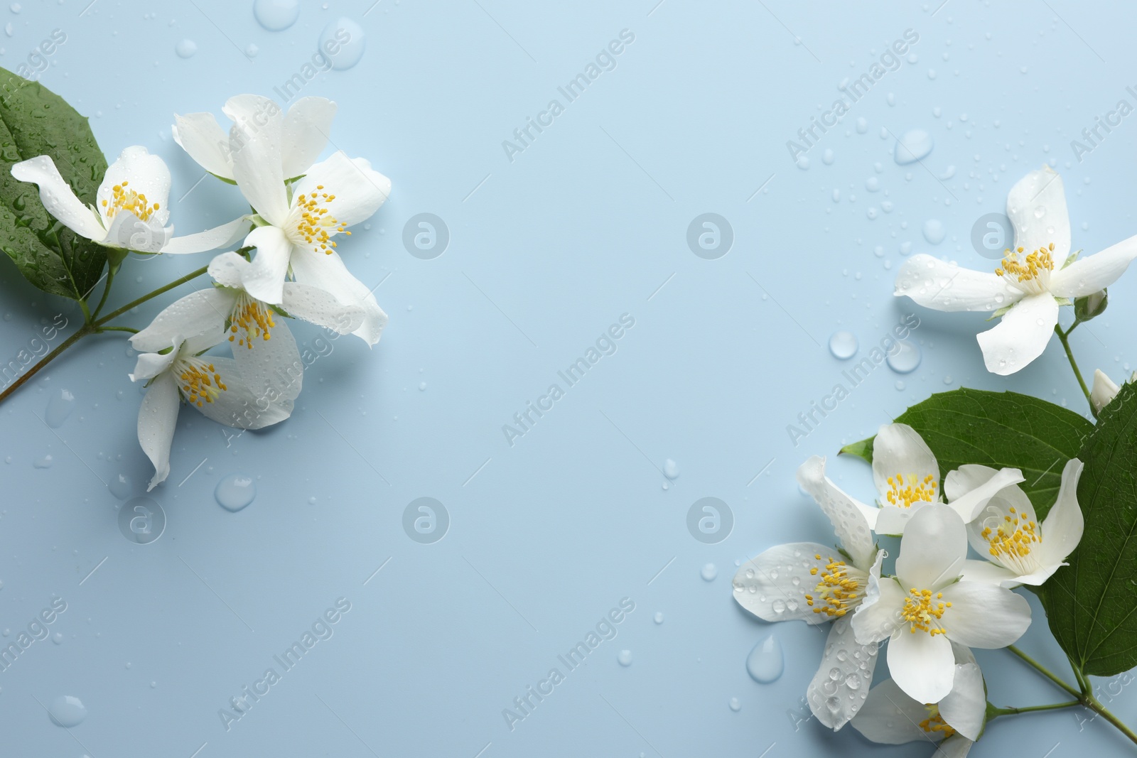 Beautiful jasmine flowers and green leaves on light blue background, flat lay. Space for text Photo of Beautiful jasmine flowers and green leaves on light blue background, flat lay. Space for text