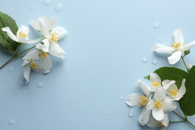 Photo of Beautiful jasmine flowers and green leaves on light blue background, flat lay. Space for text