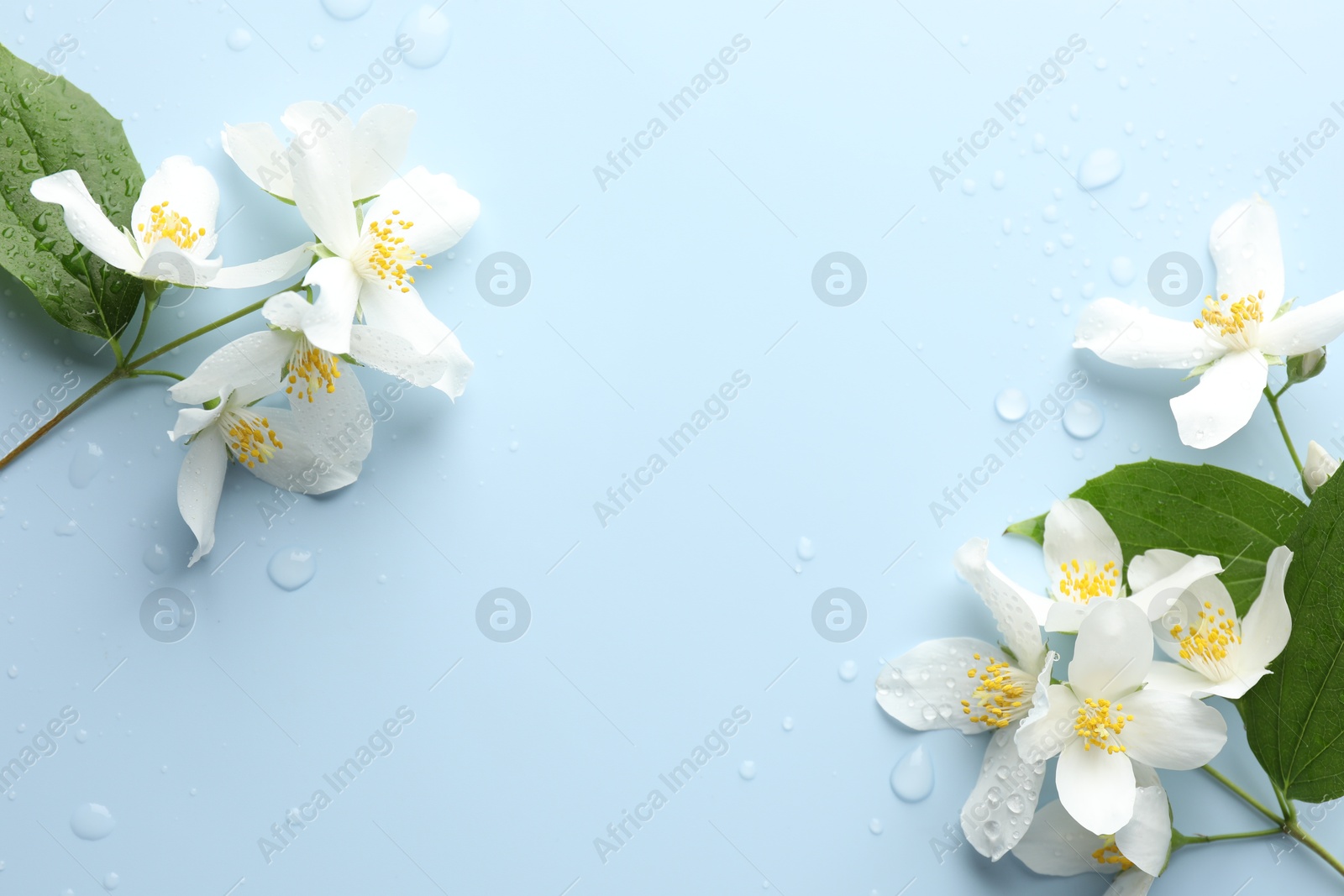 Beautiful jasmine flowers and green leaves on light blue background, flat lay. Space for text Photo of Beautiful jasmine flowers and green leaves on light blue background, flat lay. Space for text