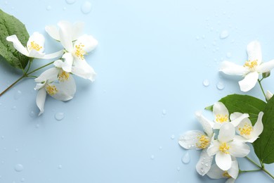 Photo of Beautiful jasmine flowers and green leaves on light blue background, flat lay. Space for text