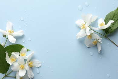 Photo of Beautiful jasmine flowers and green leaves on light blue background, flat lay. Space for text