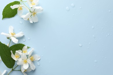 Photo of Beautiful jasmine flowers and green leaves on light blue background, flat lay. Space for text