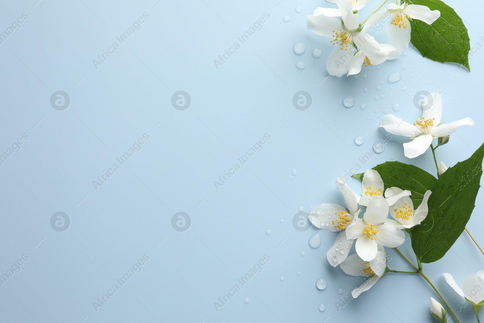 Beautiful jasmine flowers and green leaves on light blue background, flat lay. Space for text Photo of Beautiful jasmine flowers and green leaves on light blue background, flat lay. Space for text