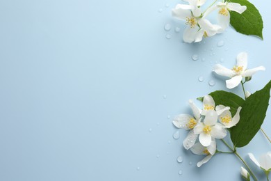 Photo of Beautiful jasmine flowers and green leaves on light blue background, flat lay. Space for text