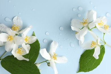 Photo of Beautiful jasmine flowers and green leaves on light blue background, flat lay