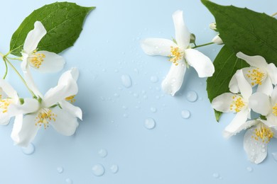 Photo of Beautiful jasmine flowers and green leaves on light blue background, flat lay. Space for text