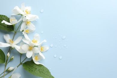 Photo of Beautiful jasmine flowers and green leaves on light blue background, flat lay. Space for text