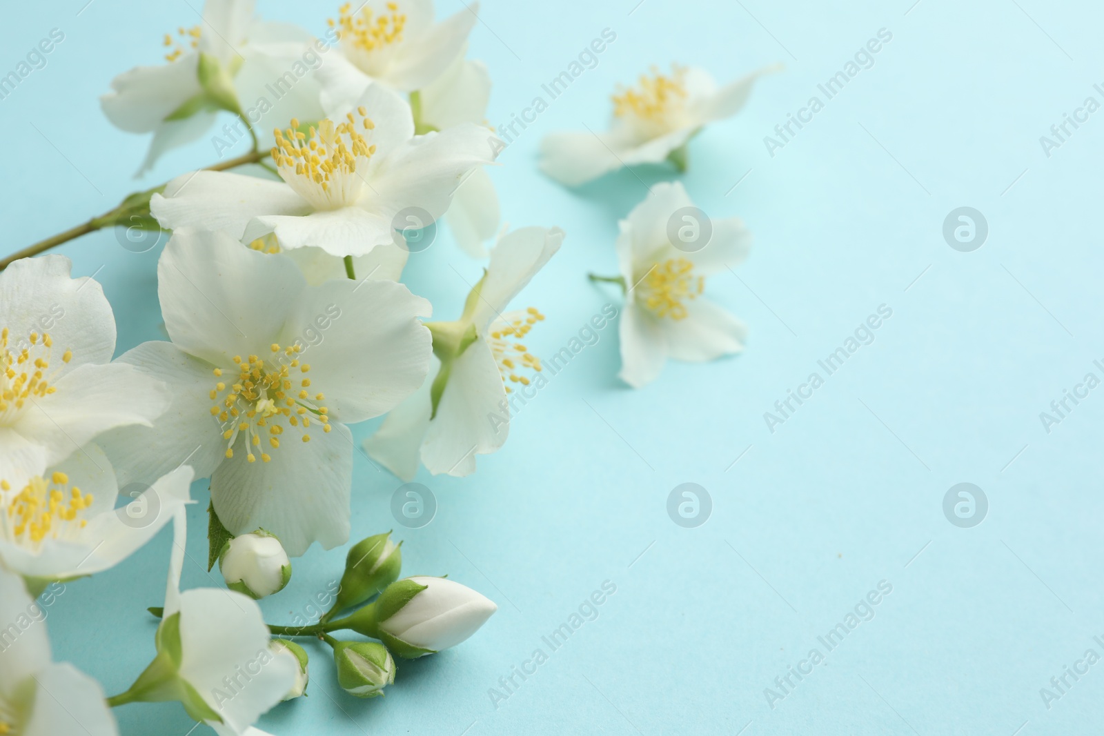Beautiful jasmine flowers on light blue background, closeup. Space for text Photo of Beautiful jasmine flowers on light blue background, closeup. Space for text