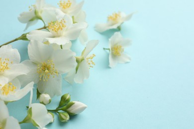 Photo of Beautiful jasmine flowers on light blue background, closeup. Space for text
