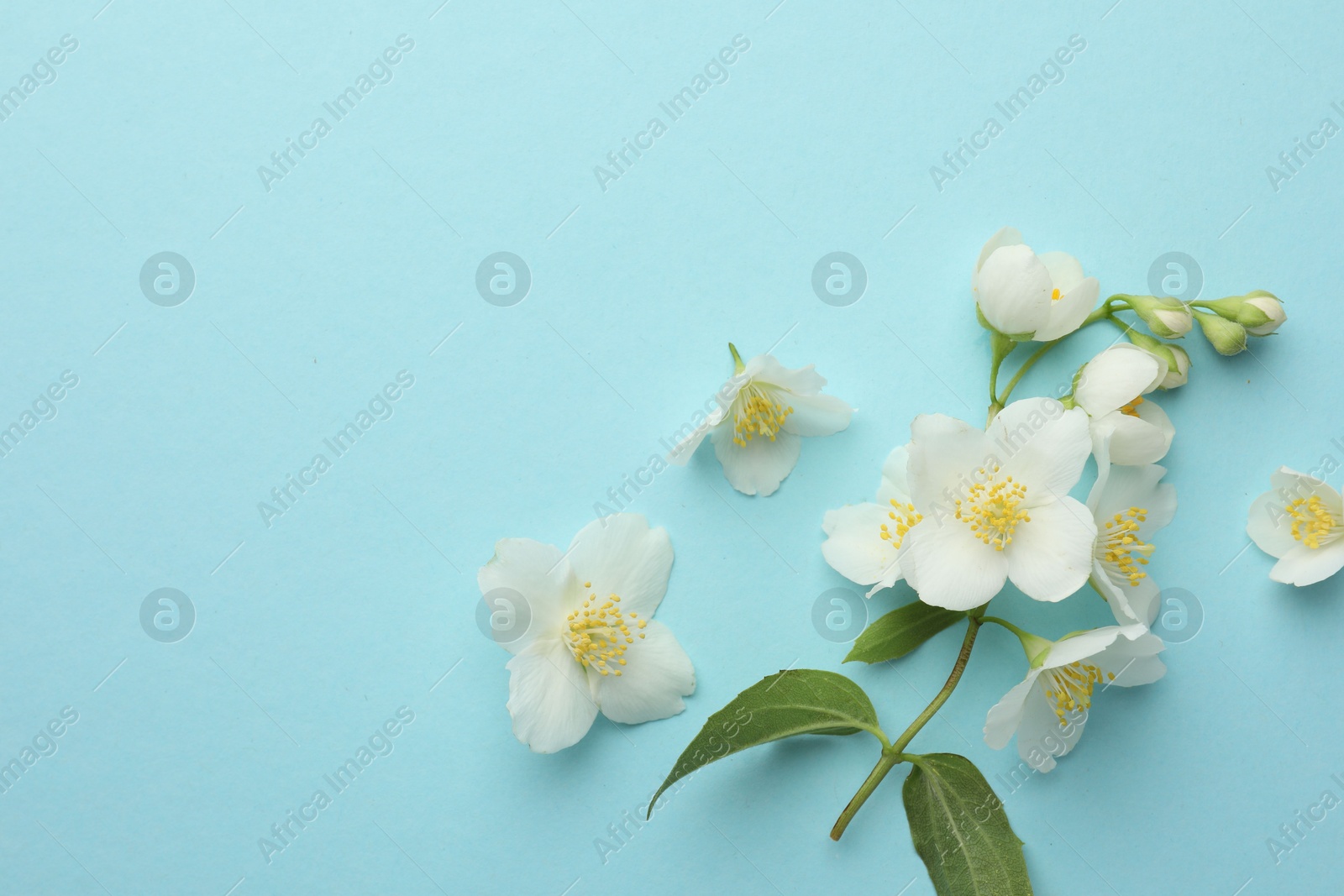 Photo of Beautiful jasmine flowers on light blue background, flat lay. Space for text