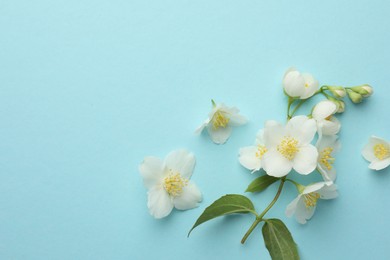 Photo of Beautiful jasmine flowers on light blue background, flat lay. Space for text