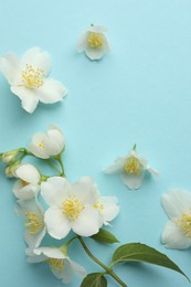 Photo of Beautiful jasmine flowers on light blue background, flat lay. Space for text