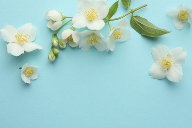Photo of Beautiful jasmine flowers on light blue background, flat lay. Space for text