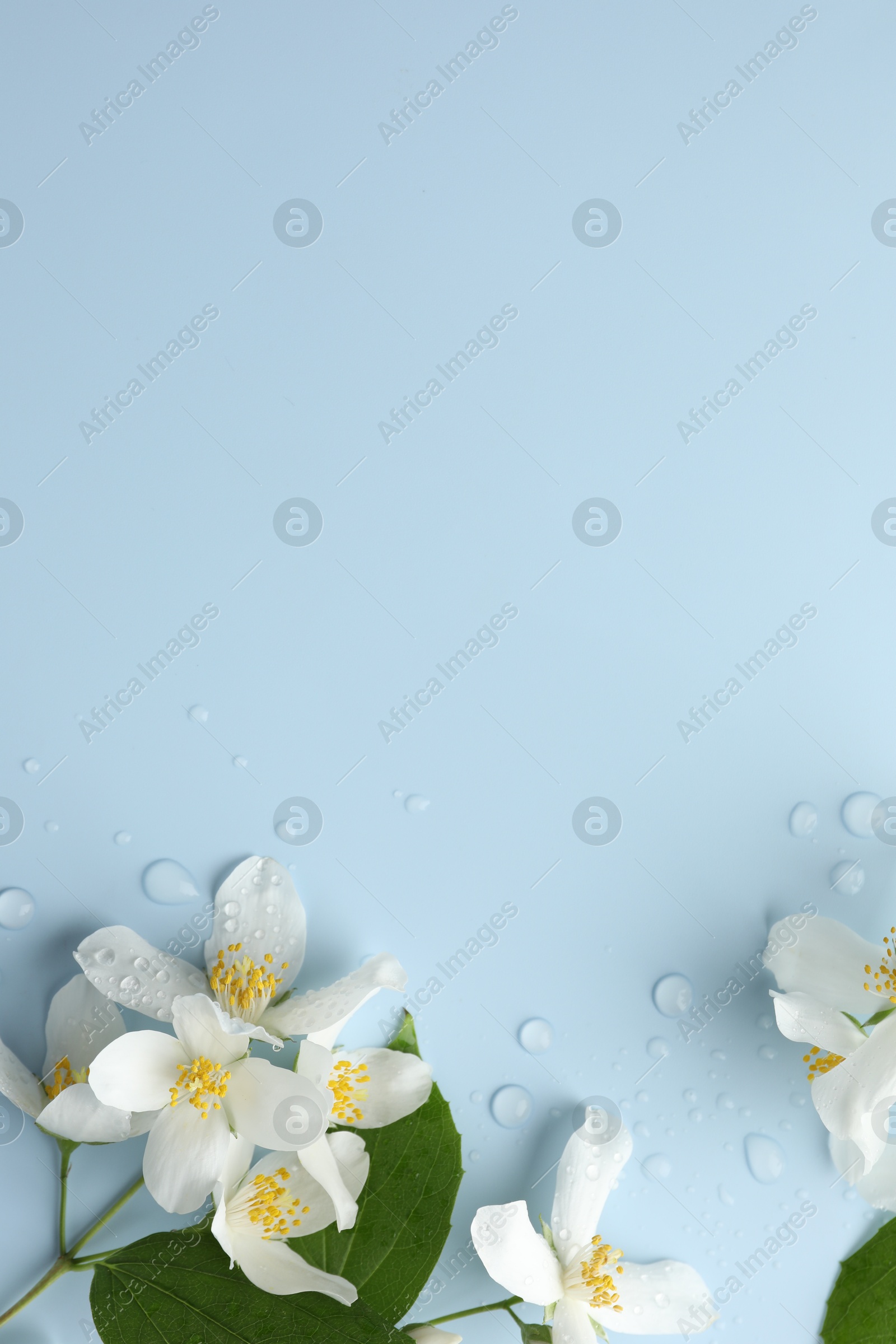 Beautiful jasmine flowers and green leaves on light blue background, flat lay. Space for text Photo of Beautiful jasmine flowers and green leaves on light blue background, flat lay. Space for text