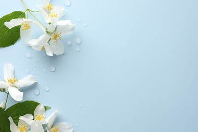 Photo of Beautiful jasmine flowers and green leaves on light blue background, flat lay. Space for text