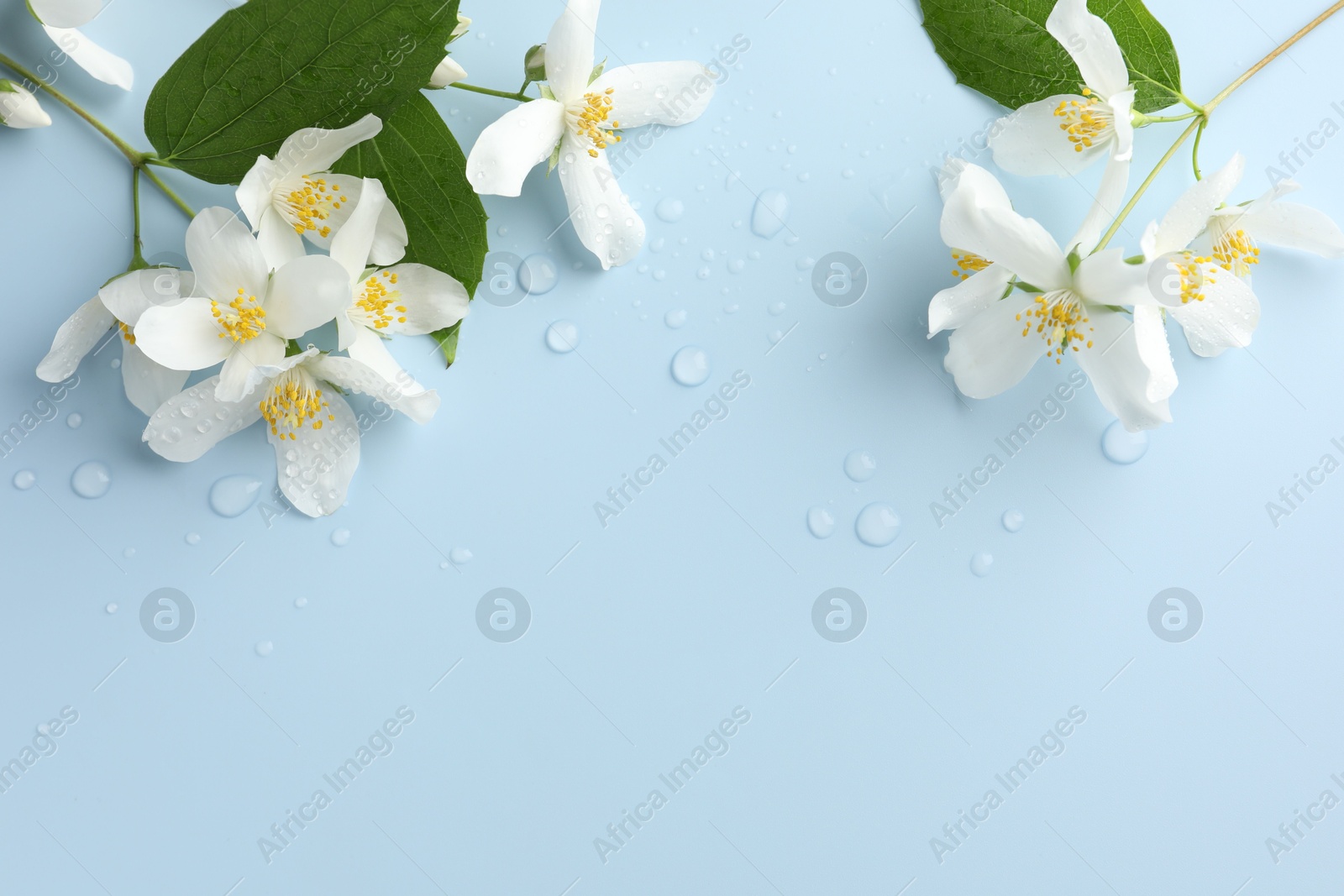 Beautiful jasmine flowers and green leaves on light blue background, flat lay. Space for text Photo of Beautiful jasmine flowers and green leaves on light blue background, flat lay. Space for text