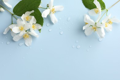 Photo of Beautiful jasmine flowers and green leaves on light blue background, flat lay. Space for text