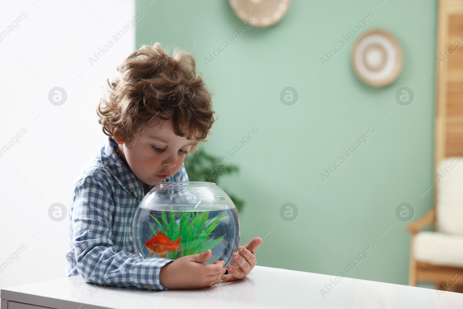 Cute little boy looking at gold fish in aquarium at white table indoors, space for text Photo of Cute little boy looking at gold fish in aquarium at white table indoors, space for text