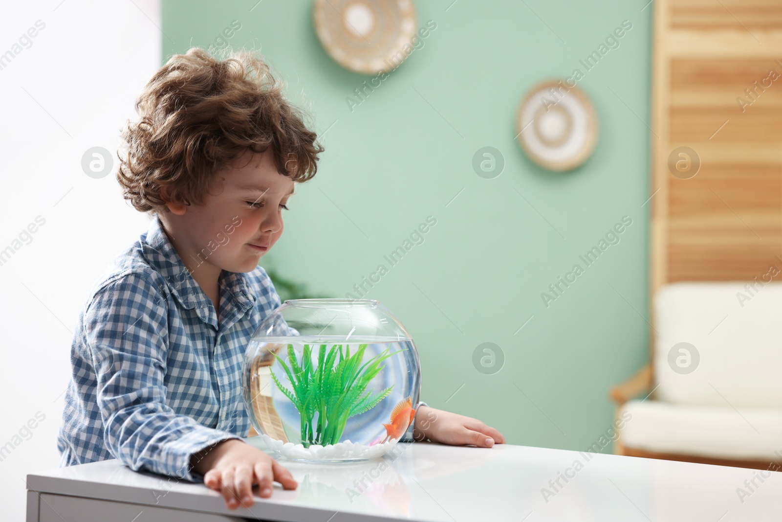 Cute little boy with gold fish in aquarium at white table indoors, space for text Photo of Cute little boy with gold fish in aquarium at white table indoors, space for text