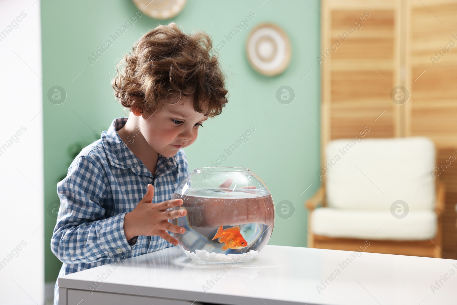 Cute little boy looking at gold fish in aquarium at white table indoors, space for text Photo of Cute little boy looking at gold fish in aquarium at white table indoors, space for text