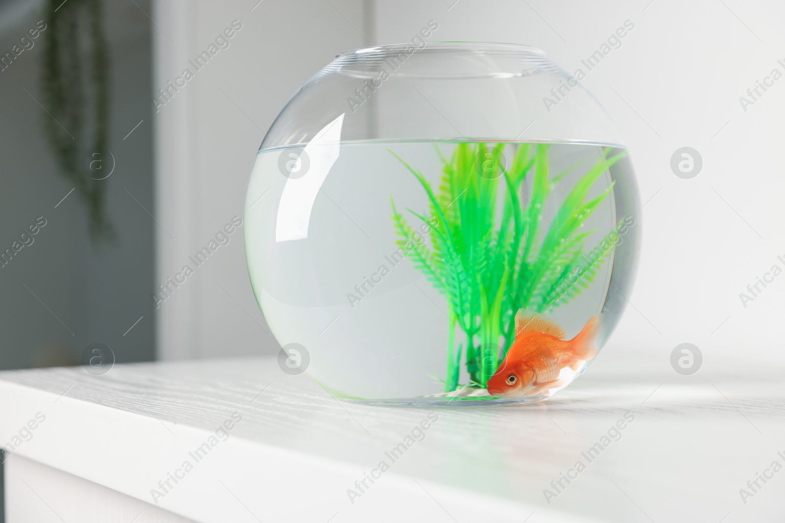 Beautiful goldfish in round aquarium on white table Photo of Beautiful goldfish in round aquarium on white table