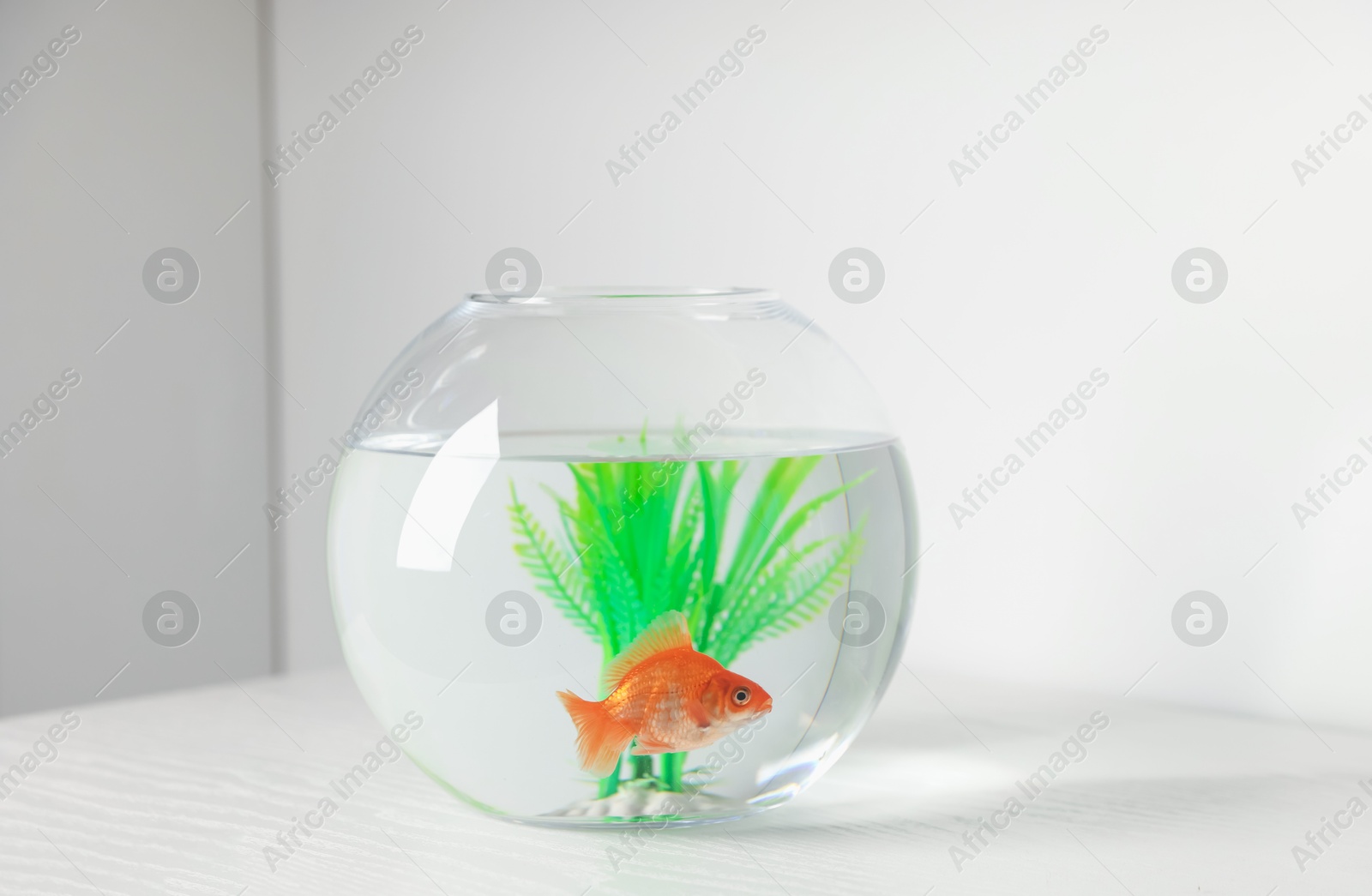 Beautiful goldfish in round aquarium on white table Photo of Beautiful goldfish in round aquarium on white table