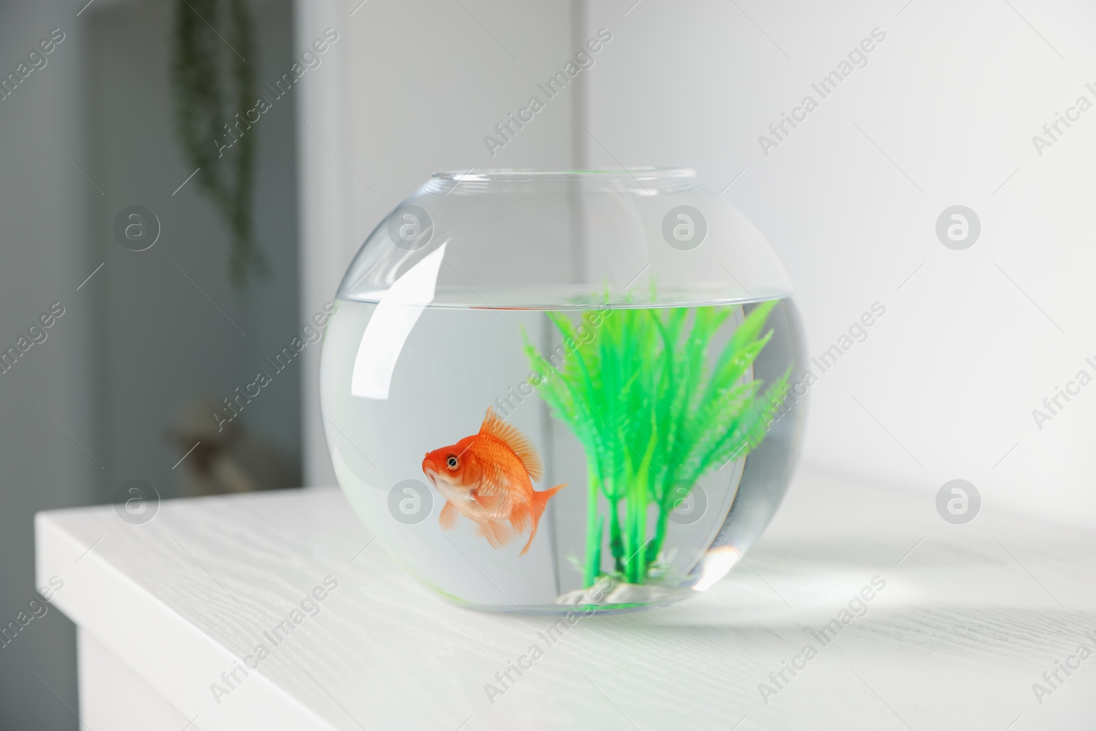 Beautiful goldfish in round aquarium on white table Photo of Beautiful goldfish in round aquarium on white table