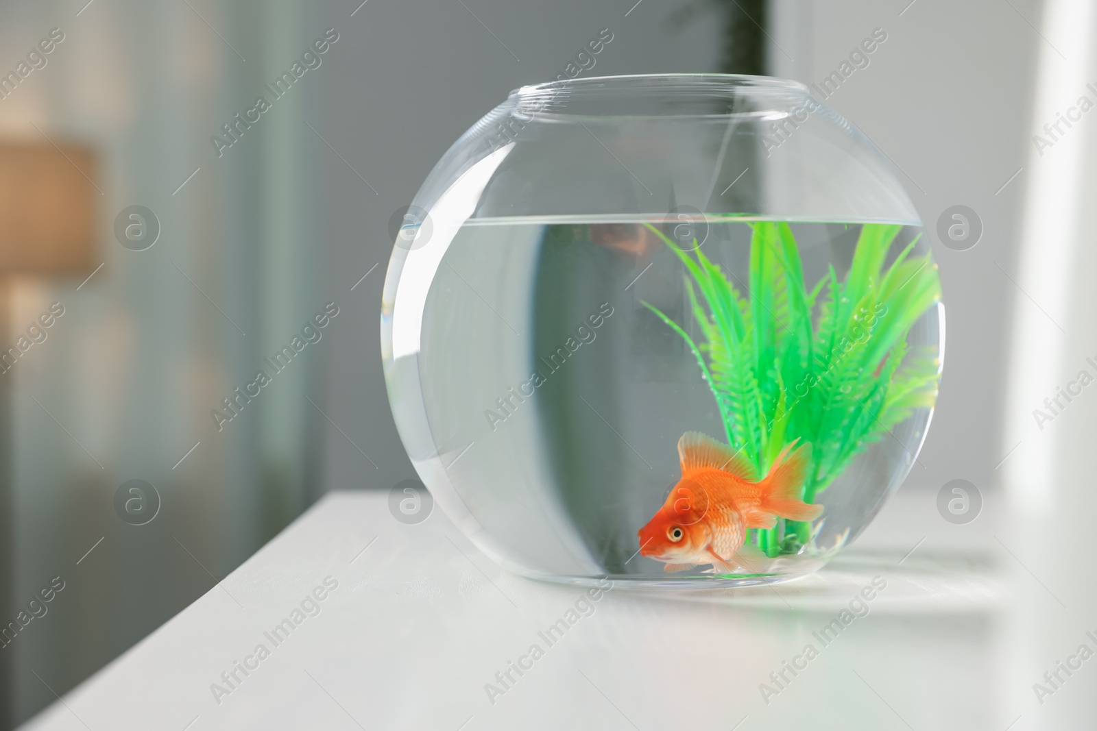 Beautiful goldfish in round aquarium on white table Photo of Beautiful goldfish in round aquarium on white table