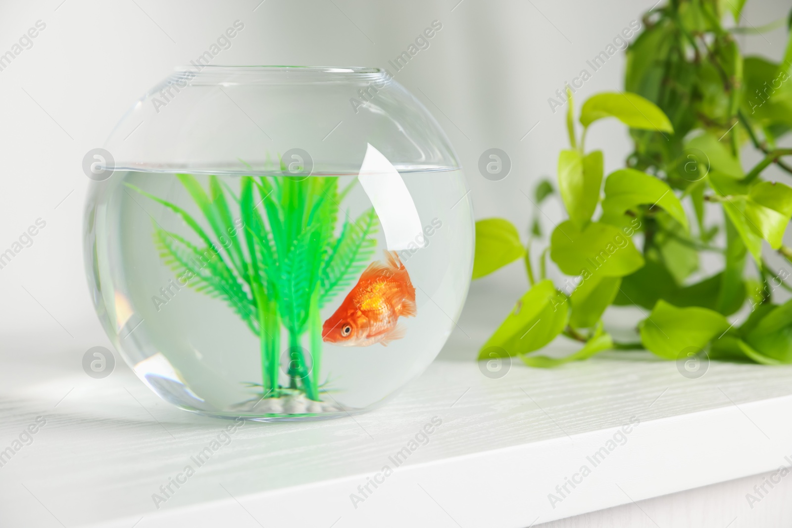 Beautiful goldfish in round aquarium and houseplant on white table Photo of Beautiful goldfish in round aquarium and houseplant on white table