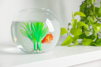 Photo of Beautiful goldfish in round aquarium and houseplant on white table
