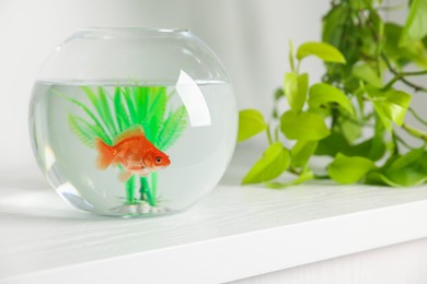 Photo of Beautiful goldfish in round aquarium and houseplant on white table