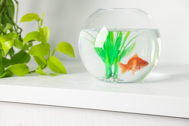 Photo of Beautiful goldfish in round aquarium and houseplant on white table