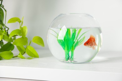 Photo of Beautiful goldfish in round aquarium and houseplant on white table