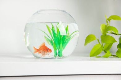 Photo of Beautiful goldfish in round aquarium and houseplant on white table