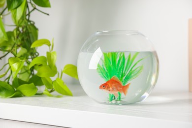 Photo of Beautiful goldfish in round aquarium and houseplant on white table