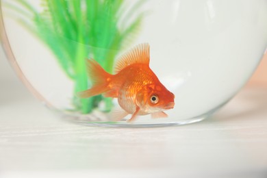 Photo of Beautiful goldfish in round aquarium on white table, closeup