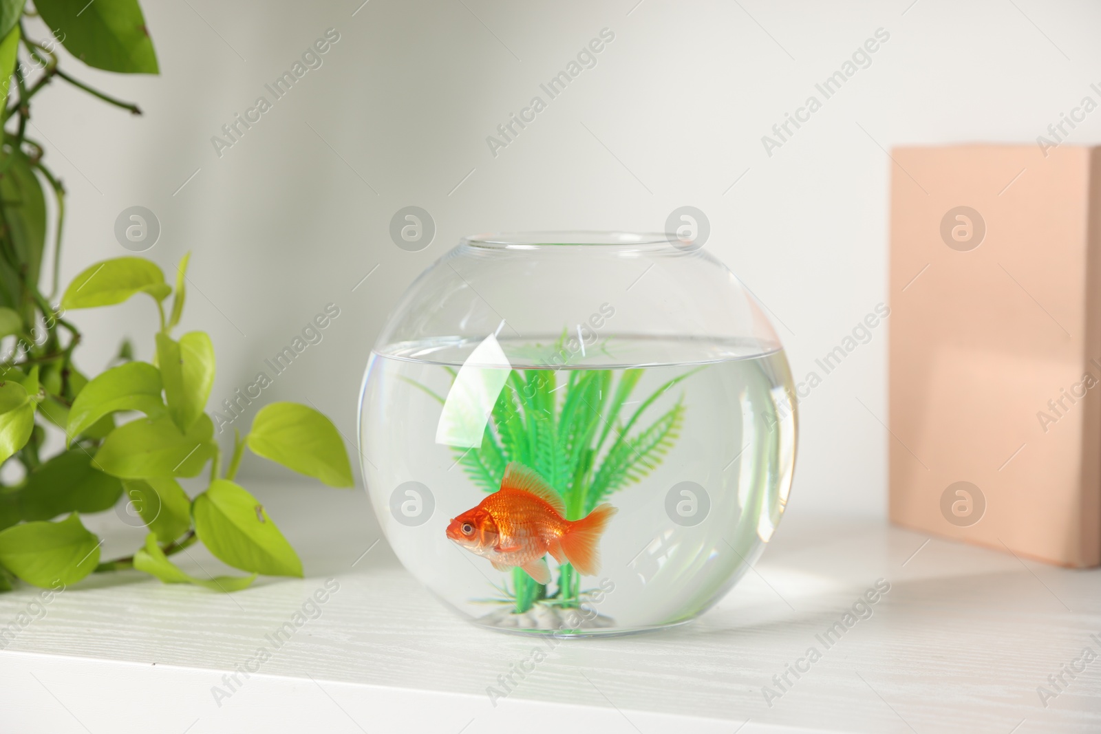 Beautiful goldfish in round aquarium and books on shelf Photo of Beautiful goldfish in round aquarium and books on shelf