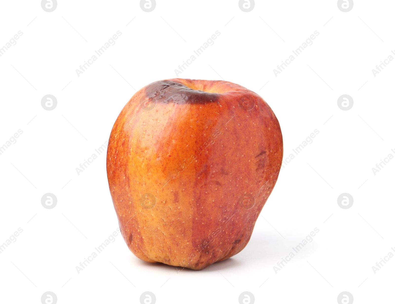 One whole rotten apple isolated on white Photo of One whole rotten apple isolated on white